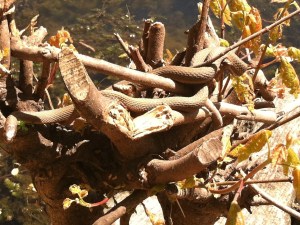 Look closely - it's a snake!