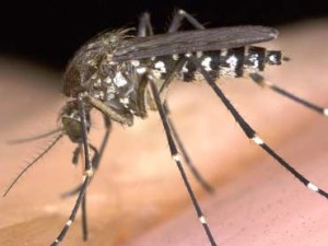 Chuffin' mossies....