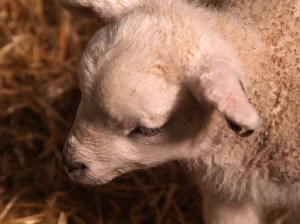 Lambs at the Cotswold Farm Park