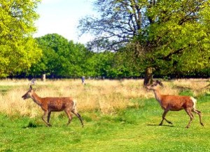 Deer, Richmond Park