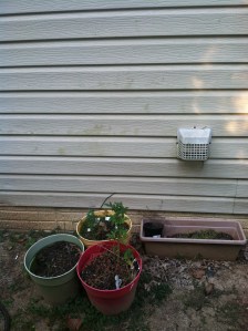 Outrageous! Plants pots! How common!