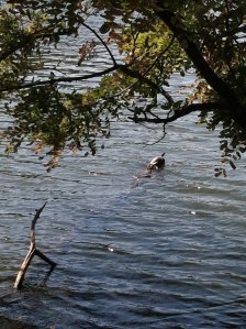 A lonesome turtle sunbathing