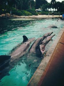 I love these beautiful creatures