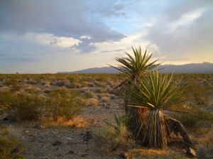 Nevada desert