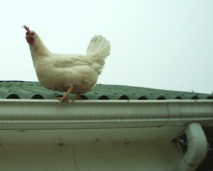 This is also a chicken on a roof, but it is not the restaurant