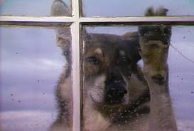 Love this little doogie