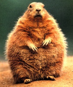 Be safe little groundhogs! 