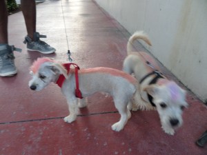 Punk dog fashion accessories