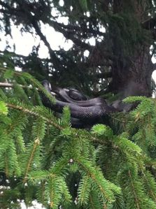 Look at that big mother fuffer.