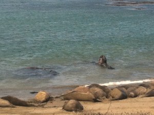 Hundreds of the noisy buggers!