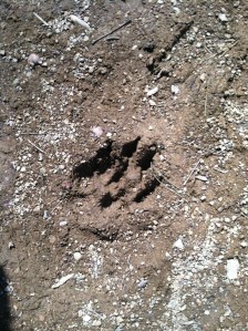 Um, think it might just be a dog paw, but hey ho!